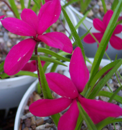 Rhodohypoxis milloides 'Claret'